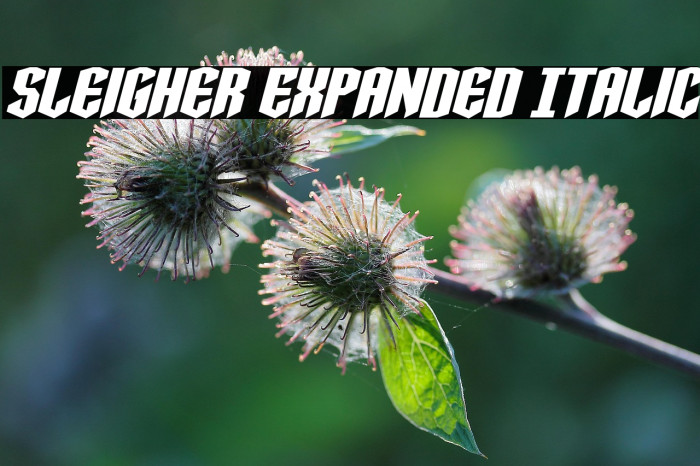 Sleigher Expanded Italic Example 3
