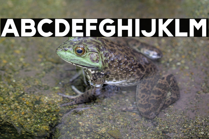 Slenco-Black Example 3