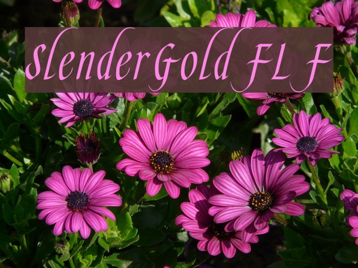 SlenderGoldFLF Font examples