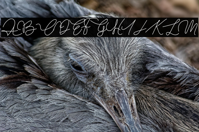 Slim Simple Example 1