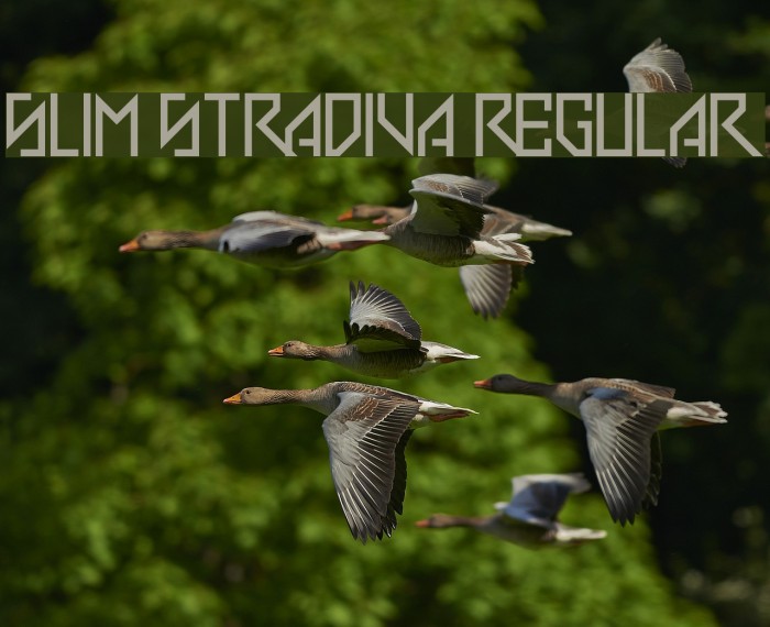 Slim Stradiva Regular Font examples