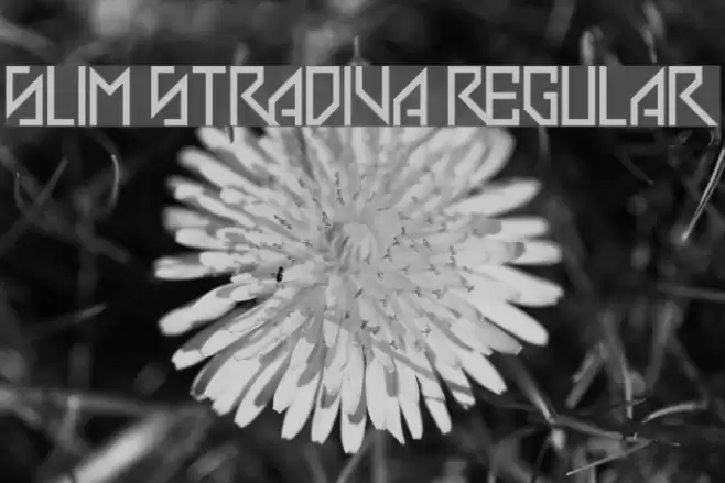 Slim Stradiva Regular Font examples