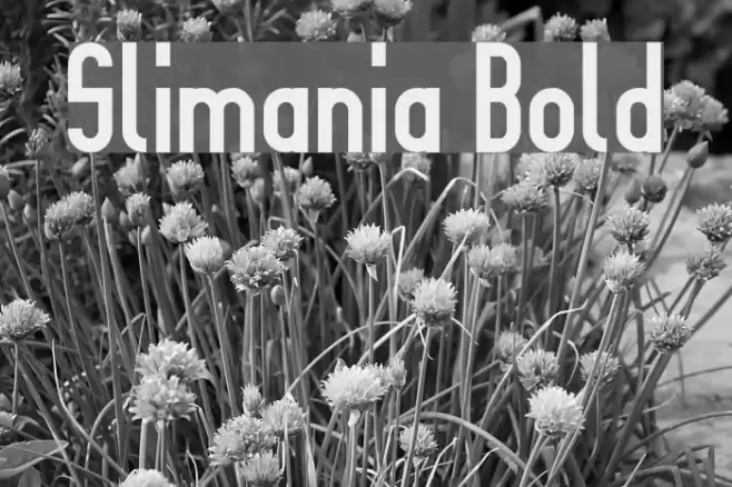 Slimania Bold Font examples