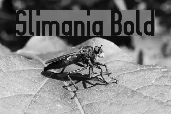 Slimania Bold Font examples