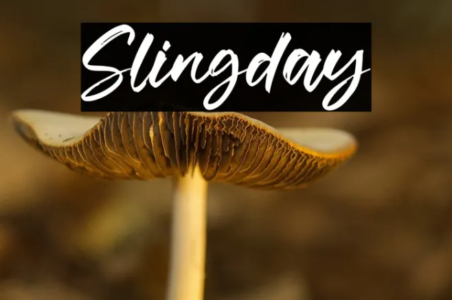 Slingday Example 3