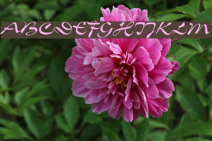 Slogan-Normal Font examples