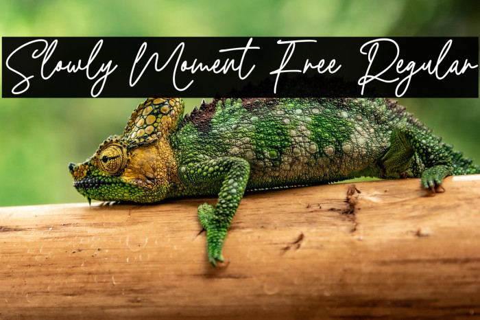 Slowly Moment Free Regular Example 3