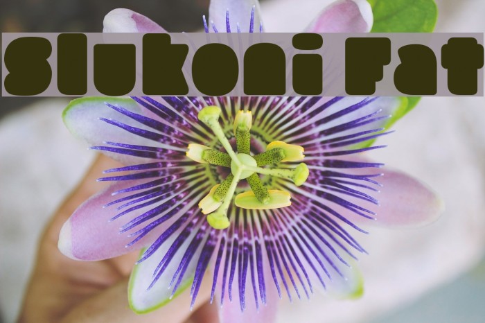 Slukoni Fat Example 1