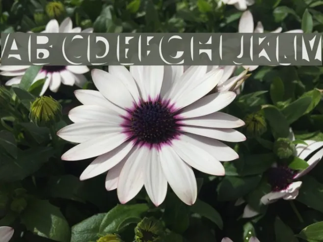 Slushfaux Union Example 1