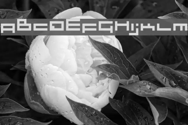 sloth Regular Font examples