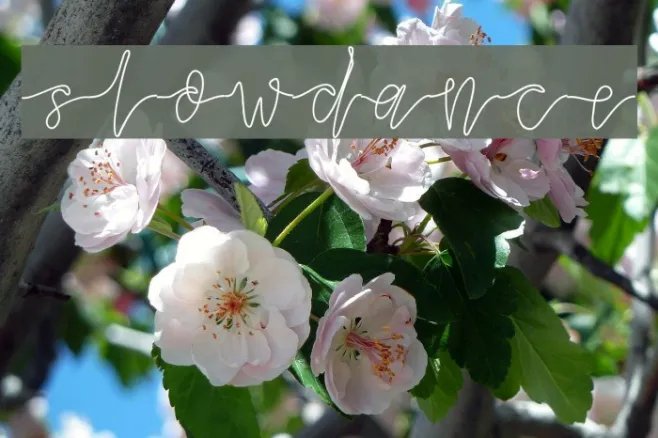 slowdance Example 2