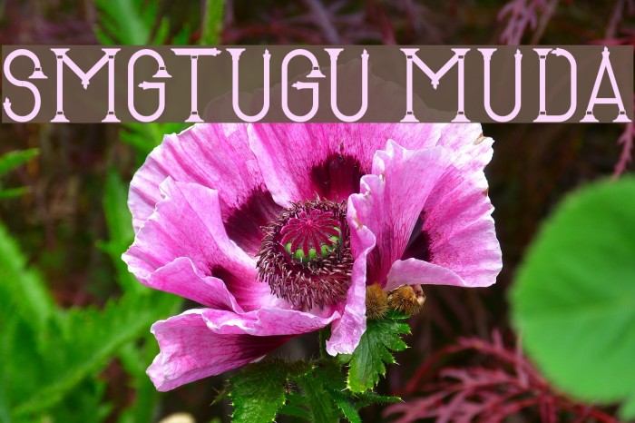 SMG_Tugu Muda Font examples