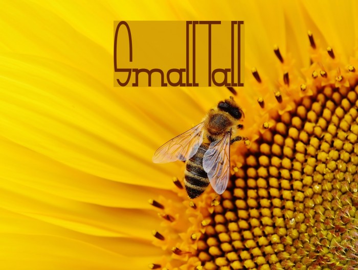 SmallTall Font examples