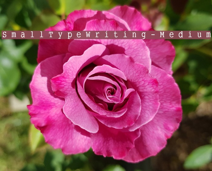 SmallTypeWriting-Medium Font examples