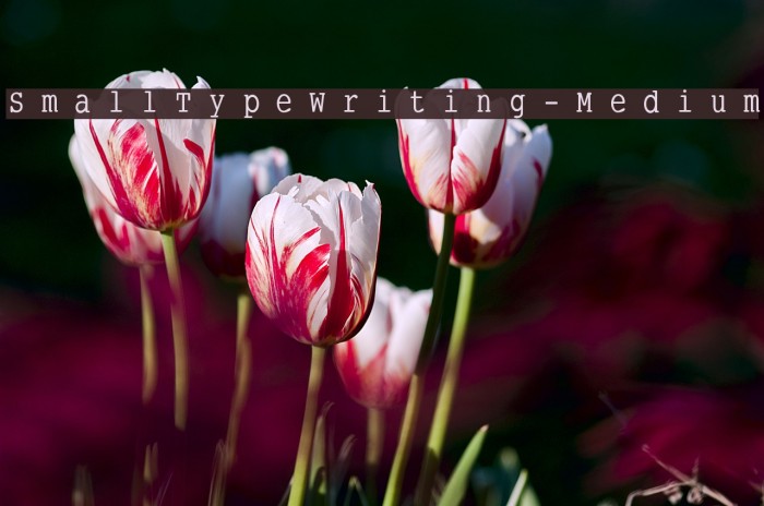 SmallTypeWriting-Medium Font examples