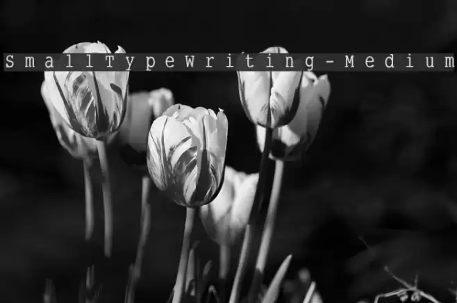 SmallTypeWriting-Medium Font examples