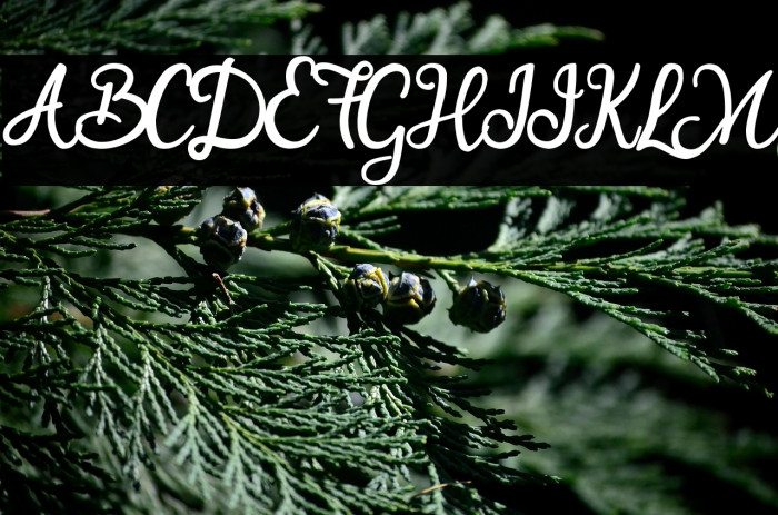 Smart Cherie Example 1