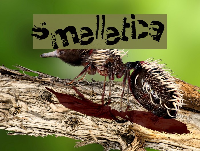 Smellvetica Font examples