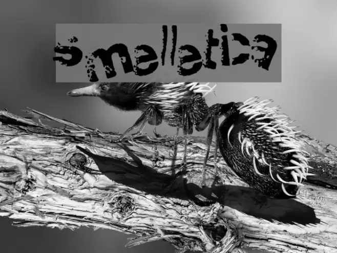 Smellvetica Font examples
