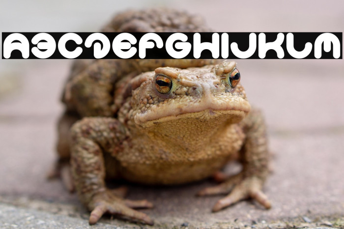 Smiley Turtle Bold Example 1