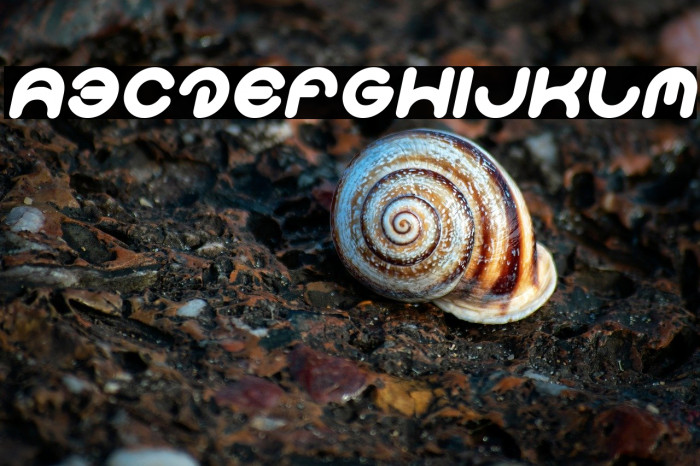 Smiley Turtle Italic Example 3