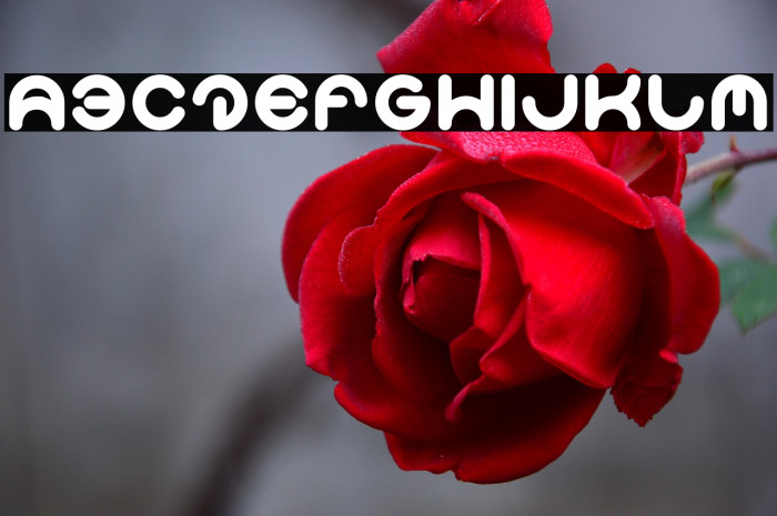 Smiley Turtle-Light Example 2