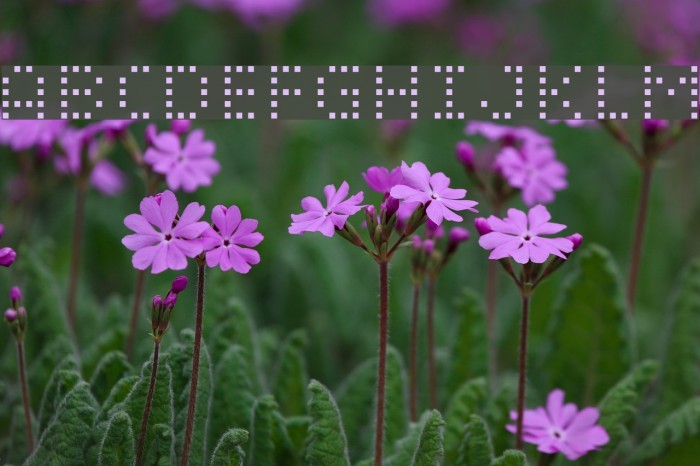 Smirnof Font examples