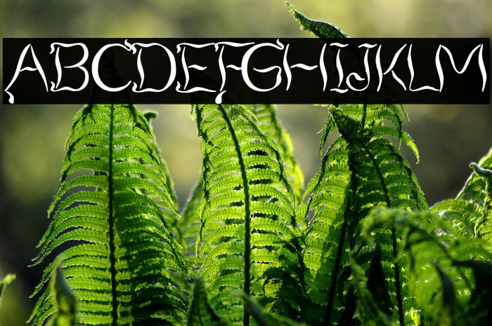 Smoking Tequila Example 3