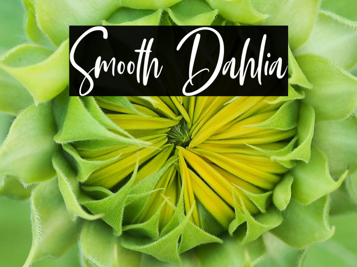 Smooth Dahlia Example 1