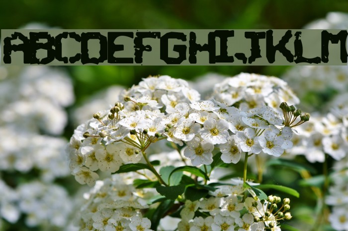 SNCBishop Font examples