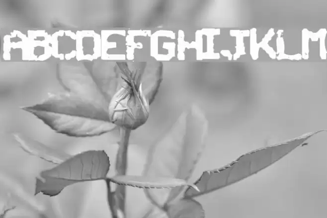 SNCBishop Font examples