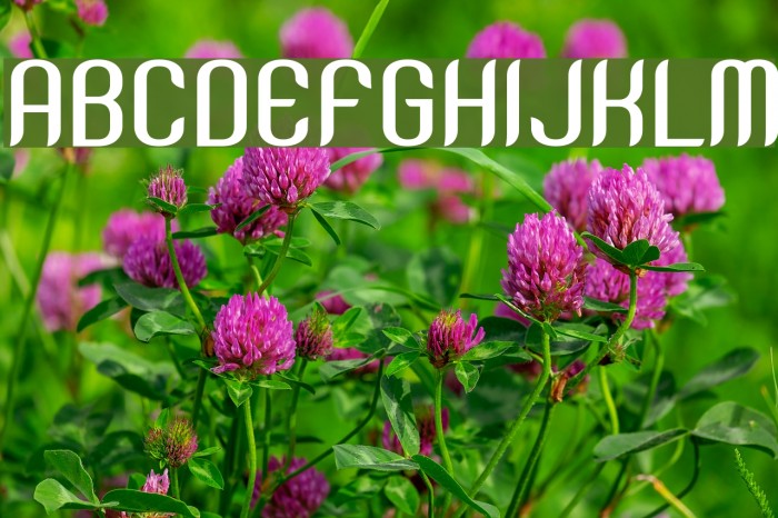 SNTAnouvong-Bold Example 2