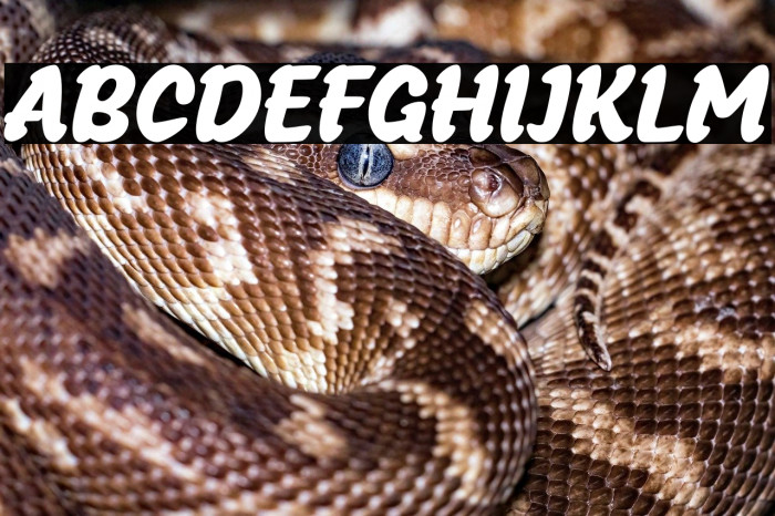 SnackoTrial-Regular Example 2