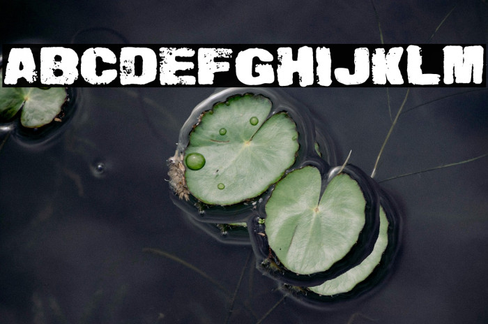 Snailmate Regular Example 2