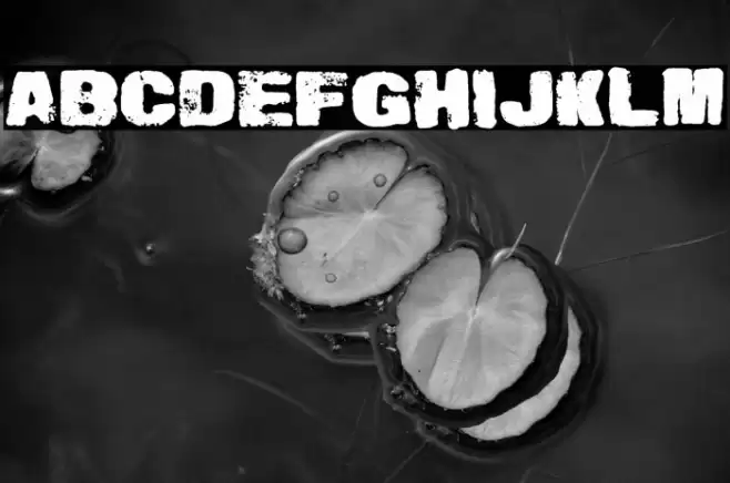 Snailmate Regular Fuentes examples