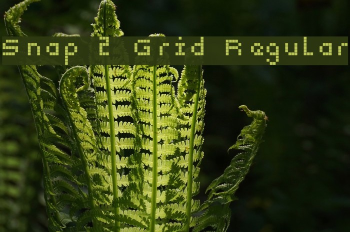 Snap 2 Grid Regular Font examples