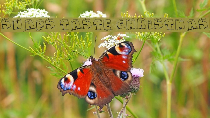 Snaps Taste Christmas Font examples