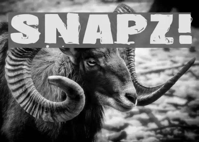 Snapz! Font examples