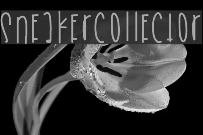 SneakerCollector Font examples