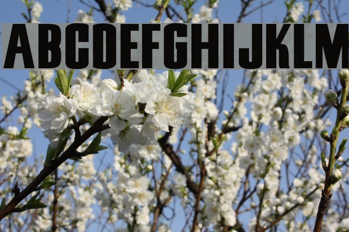 Snickers Straight Normal Font examples