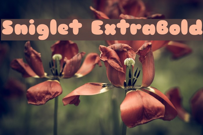 Sniglet ExtraBold Font examples