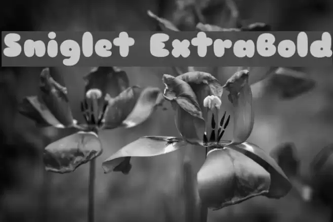 Sniglet ExtraBold Font examples