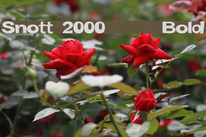 Snott 2000 Bold Font examples