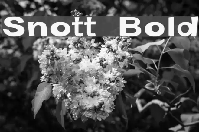 Snott  Bold Font examples