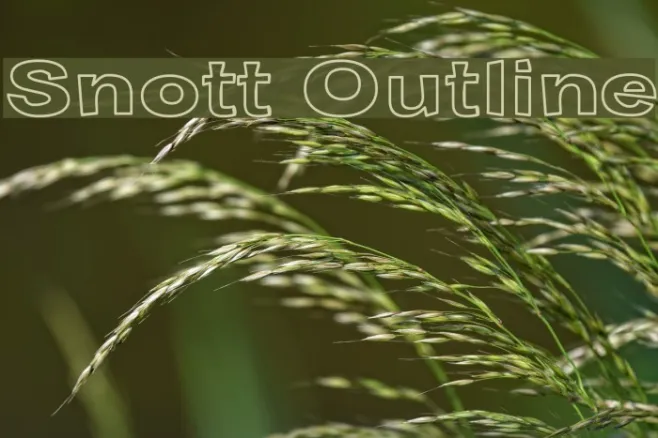 Snott Outline Example 3