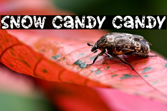 Snow Candy Candy Example 2