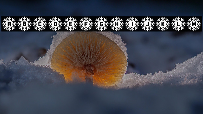 Snow Star Type Example 1