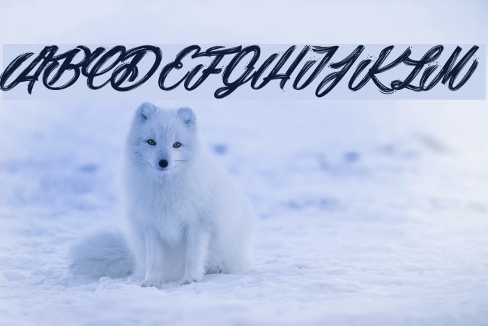 Snowballs City_PersonalUseOnly Font examples