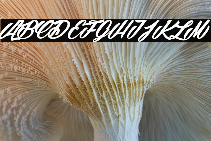 Snowballs Season_PersonalUseOnly Example 2