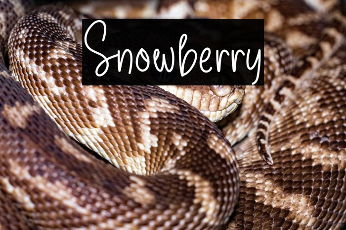 Snowberry Example 2